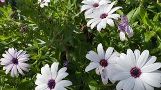 Spring flowers in my garden