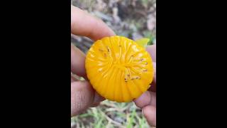 Awesome chinese fruit लाजबाब फ्रूट #shorts