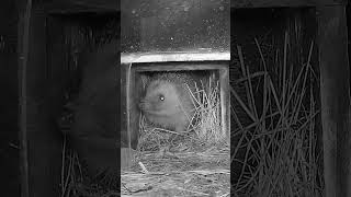 Marilyn emerging from her hibernation box in search of food SHORT