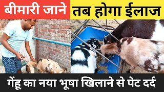 Bakri Megani Nahi Kar Pa Rahi |Genhu Ka Naya Bhusha Khilane Se Hoti Hai Sansya |Vimalumrao