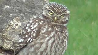 Little Owl 🦉 watching