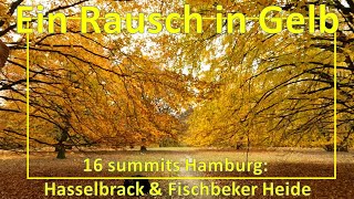 Ein Rausch in Gelb: Höchster Berg Hamburg (Hasselbrack und Fischbeker Heide) #16summits #wandern