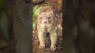 Alphabet Animal Start with the Letter Q : Quokka, Quetzal, Quail #video #kids #viral #fyp #shorts