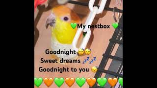 💚Goodnight everyone Betsy retreats into nestbox fir her nights sleepy-byes 😴💤