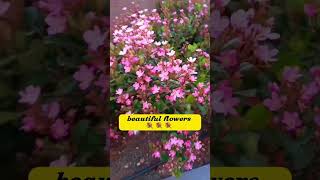 beautiful flowers 💐 #youtubeshorts #shortvideo #youtube #asmr #flowers #nature