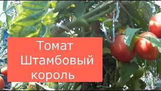 Томат Штамбовый король. 2021 Томаты в открытом грунте.