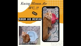 Kucing Minum Air Mentah - kucing minum air wc??