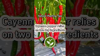 Cayenne pepper relies on two key ingredients #plants #shortvideo #garden #youtubeshorts #howto