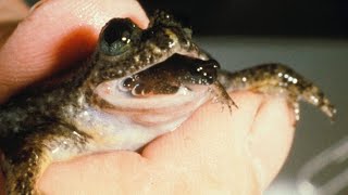 Do you know about the frog that gives birth through its mouth?