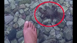 Little octopus comes to my foot changing color texture, Rare footage