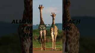 ❤️ Giraffe #mejestic #creator #shorts #shortvideos #trending #viral #nature #beauty #subhanallah