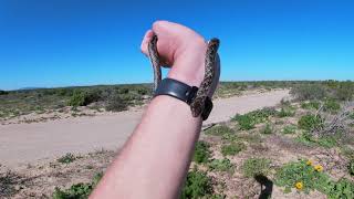 Spotted Skaapsteker (Psammophylax rhombeatus) from Lambert's Bay, Western Cape, South Africa