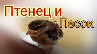 ПТЕНЕЦ ВОРОБЬЯ ЕЩЕ НЕ ПОНИМАЕТ, КАК КУПАТЬСЯ В ПЕСКЕ... не научился еще)