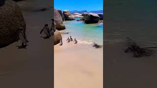 Penguins at Boulders Beach, South Africa. #southafrica #visitsouthafrica #capetown #southafrican