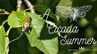 A Cicada Summer