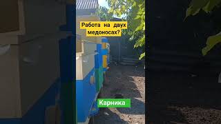 Медосбор с двух медоносов одновременно. #bee