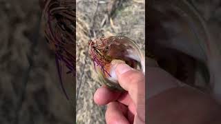 Spring bassFishing using a micro jig#Fishing,Colorado #FishingdowntownDenver #BassFishing