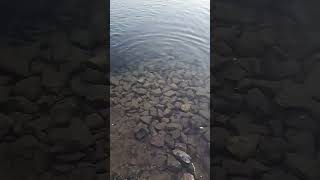 Hundreds of Rainbow Trout eating bread! #shorts #subscribe #river #fish #pondfishing #rainbowtrout