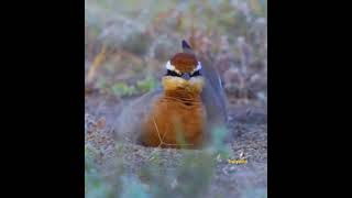 Indian Courser dustbath & preening | Watch full 4K video in #TrulyWild #dustbath #ajithota #shorts