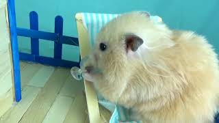 Hamster Stays at Home