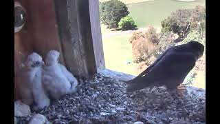 FalconCam 2023 10 26 Nestlings crane their necks to watch parents