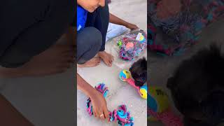 Shimbha ke liye new toys aa gaye #shortsvideo #viral #dog #shorts #ytshorts