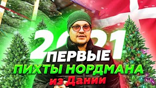 Первая поставка Пихты Нордмана на склад 2021