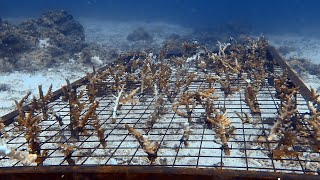 Coral Restoration / Reef Rehabilitation Project PH