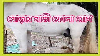 ঘোড়ার নাভী ফোলা রোগ এর লক্ষণ ও চিকিৎসা।