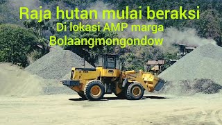 ini Dia si raja hutan di lokasi penggilingan batu @Rajajalananchannel