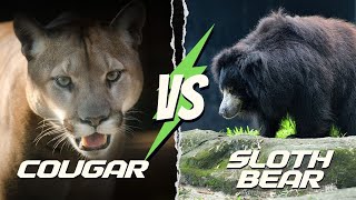 Cougar vs Sloth Bear Unlikely Rivals