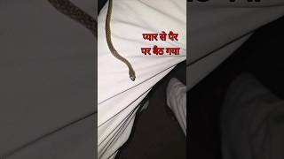 अद्भुत सर्प का अद्भुत कारनामा #snakerescue#shortsvideo#shortsviral #shorts #short