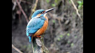 Kingfisher Hurley River,Co Meath