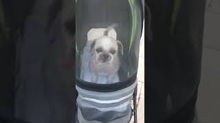 Gizmo in stroller