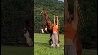 Horse lover #ytshorts #ytshorts #horse #horselover #horselove #horseriding #viral #love #viral