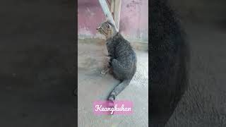 Terkadang Kucing Pun Memperlihatkan Mimik Judes#hitambukanputih#megamustika