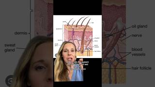 What is the epidermis? Learn about your skin series: the Epidermis. #skin #dermatology