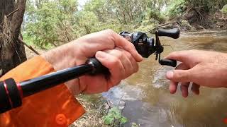 Murray Cod in the Gwydir river