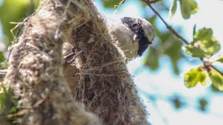 The Eurasian penduline tit, how do they build their nests? Remiz pendulinus - Boicuș