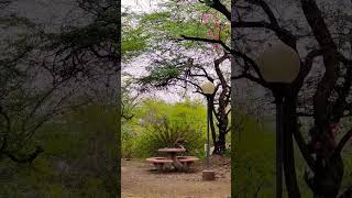 Jnu में सुंदर प्रकृति कैमरे में कैद करते हुए 😍 #beauty_of_jnu #jnu_nature #jnu_beauty Beauty of JNU