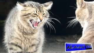 VICIOUS CAT FIGHT!!!