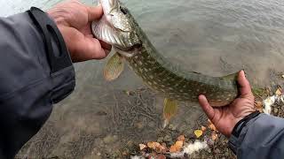 pêche du brochet aux leurres