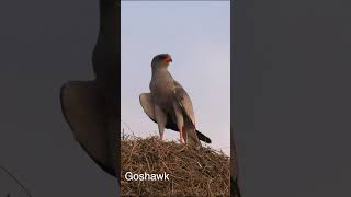 Pale Chanting Goshawk #birdofprey