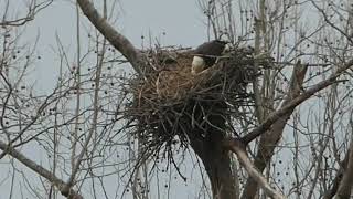 March 15  Eaglet at Last after the Storm