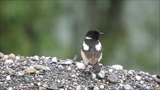 pied bushchat 4