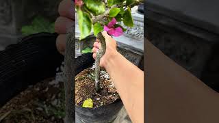 Bougainvillea plants only need a few grains of rice to bloom #shorts #bougainvillea