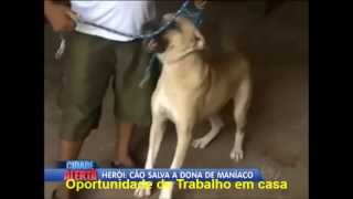 Cão Herói Salva a Dona de Ataque de Maníaco