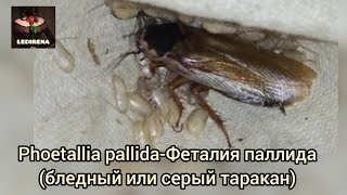 Phoetallia pallida - Феталия паллида (бледный или серый таракан)