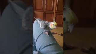 Прилетаю я как то на Таити.....#shorts #забавныептицы #попугайГоша #parrot