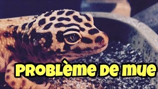 gecko leopard : mauvaise mue ? que faire ? ma façon